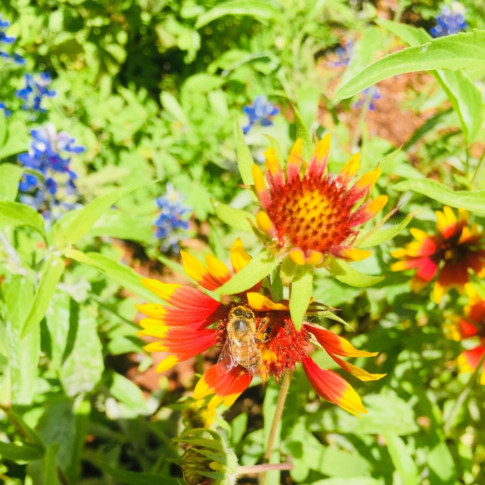 Meet your Posher, Addison